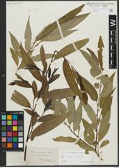Foto von Salix alba L. x Salix fragilis L.